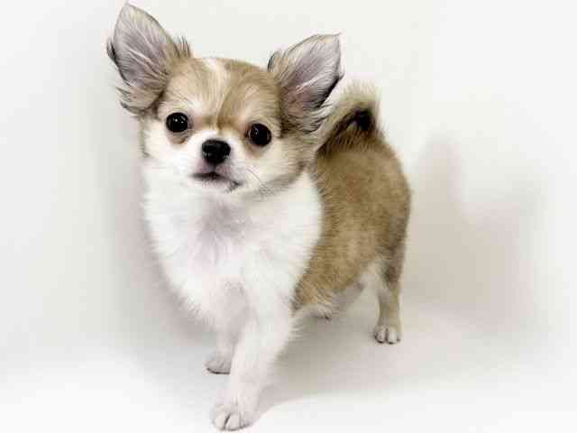 京都府のチワワ(ロング) (ひごペットフレンドリーイズミヤショッピングセンター八幡店/2025年8月29日生まれ/男の子/フォーンホワイト)の子犬の2枚目の画像