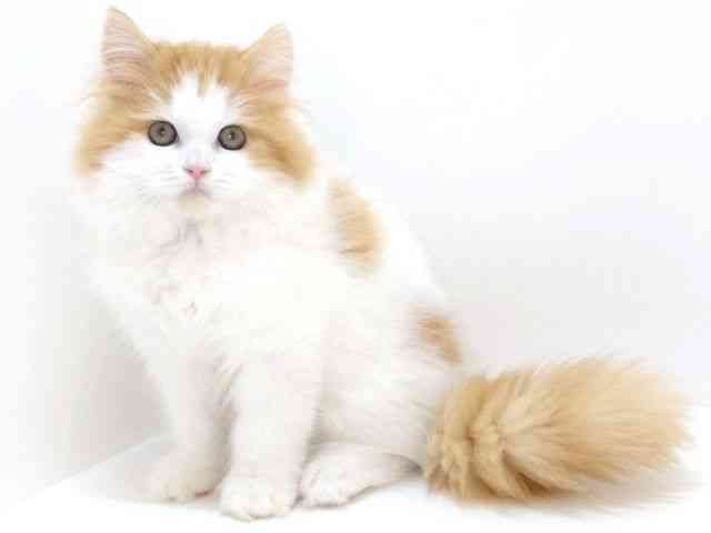 大阪府のスコティッシュフォールド (ひごペットフレンドリーいこらもーる泉佐野店/2025年8月30日生まれ/男の子/レッドタビーホワイト)の子猫の2枚目の画像