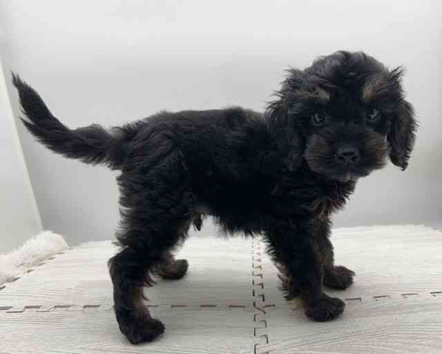 島根県のハーフ犬・ミックス犬 (ひごペットフレンドリーイオンモール出雲店/2025年8月30日生まれ/男の子/ブラックタン)の子犬の2枚目の画像