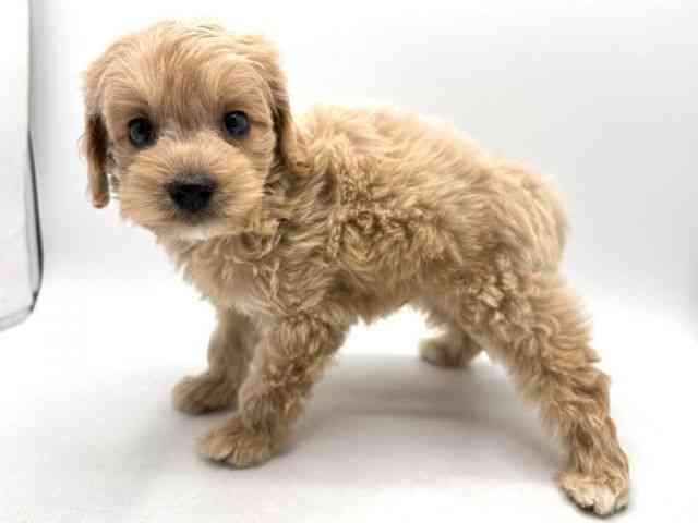 奈良県のハーフ犬・ミックス犬 (ひごペットフレンドリー田原本店/2025年8月30日生まれ/男の子/クリーム)の子犬の2枚目の画像