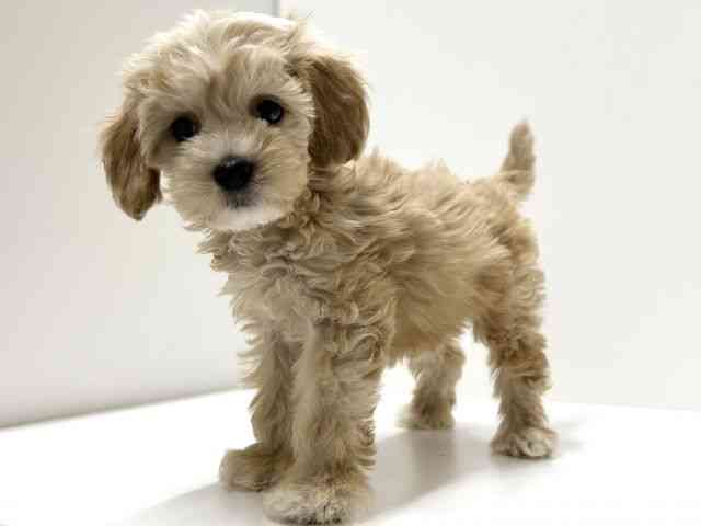 愛知県のハーフ犬・ミックス犬 (ひごペットフレンドリーららぽーと名古屋みなとアクルス店/2025年8月30日生まれ/女の子/クリーム)の子犬の2枚目の画像