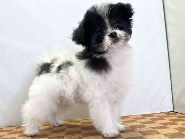 愛媛県のポメマル/マルポメ(ポメラニアン×マルチーズ) (ひごペットフレンドリーエミフルMASAKI店/2025年7月13日生まれ/女の子/ホワイトブラック)の子犬の2枚目の画像