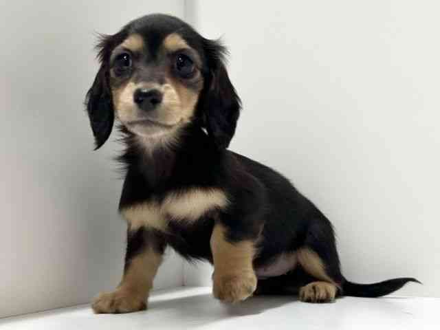 愛知県のミニチュアダックスフンド(ロング) (ひごペットフレンドリーららぽーと名古屋みなとアクルス店/2025年8月24日生まれ/女の子/ブラックタン)の子犬の2枚目の画像