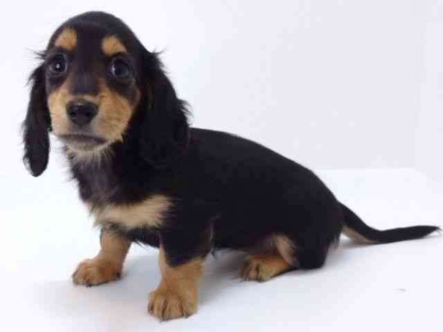 兵庫県のミニチュアダックスフンド(ロング) (ひごペットフレンドリークラウンパーク伊丹店/2025年8月24日生まれ/女の子/ブラックタン)の子犬の2枚目の画像