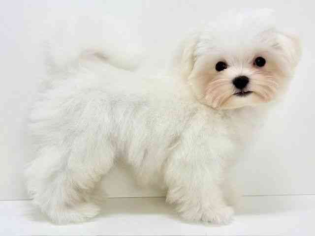 大阪府のマルチーズ (ひごペットフレンドリーいこらもーる泉佐野店/2025年8月31日生まれ/男の子/ホワイト)の子犬の2枚目の画像
