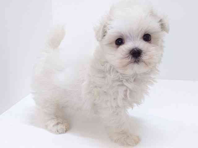 大阪府のマルチーズ (ひごペットフレンドリーいこらもーる泉佐野店/2025年8月31日生まれ/男の子/ホワイト)の子犬の2枚目の画像