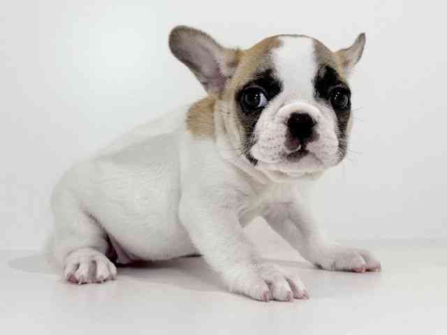 兵庫県のフレンチブルドッグ (ひごペットフレンドリーイトーヨーカドー明石店/2025年8月26日生まれ/女の子/パイド)の子犬の2枚目の画像