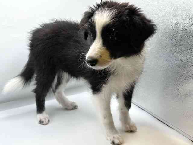 香川県のボーダーコリー (ひごペットフレンドリーゆめタウン高松店/2025年8月25日生まれ/女の子/ブラックホワイト)の子犬の2枚目の画像