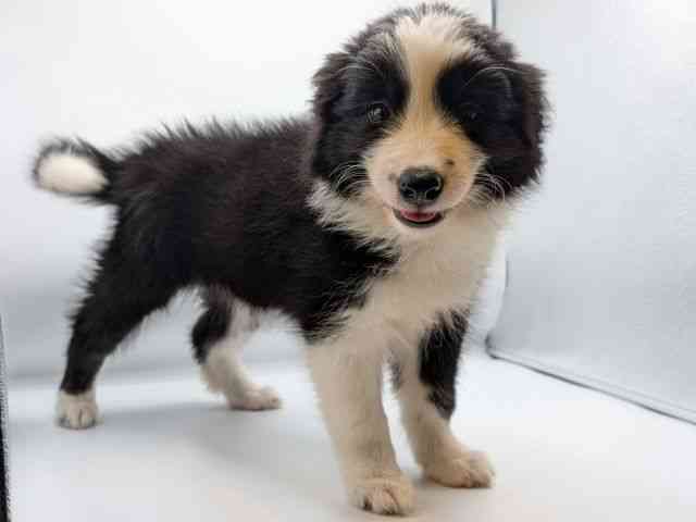 香川県のボーダーコリー (ひごペットフレンドリーゆめタウン高松店/2025年8月25日生まれ/女の子/ブラックホワイト)の子犬の2枚目の画像