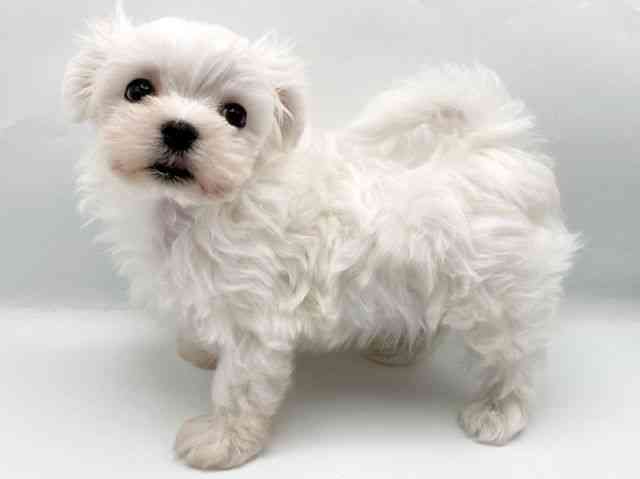 奈良県のマルチーズ (ひごペットフレンドリートナリエ大和高田店/2025年8月27日生まれ/男の子/ホワイト)の子犬の2枚目の画像