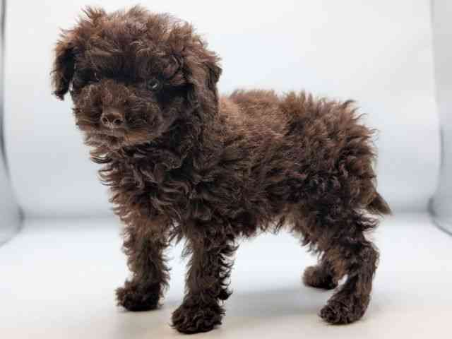 香川県のトイプードル(トイ) (ひごペットフレンドリーゆめタウン高松店/2025年8月31日生まれ/男の子/ブラウン)の子犬の2枚目の画像