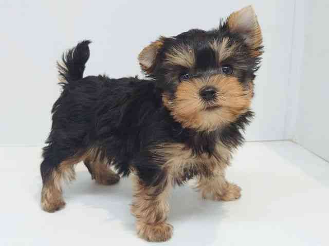 大阪府のヨークシャーテリア (ひごペットフレンドリーセブンパーク天美店/2025年9月1日生まれ/女の子/スチールブルータン)の子犬の2枚目の画像