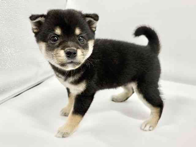 大阪府の柴犬(標準サイズ) (ひごペットフレンドリーイオンタウン豊中庄内店/2025年9月1日生まれ/女の子/黒)の子犬の2枚目の画像