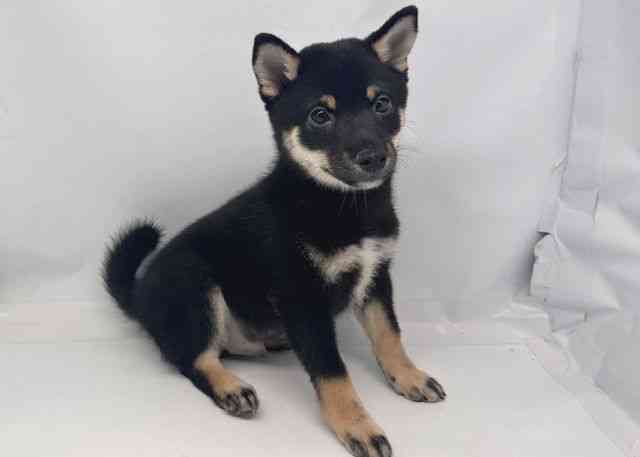 鳥取県の柴犬(標準サイズ) (ひごペットフレンドリーイオンモール鳥取北店/2025年9月1日生まれ/男の子/黒)の子犬の2枚目の画像