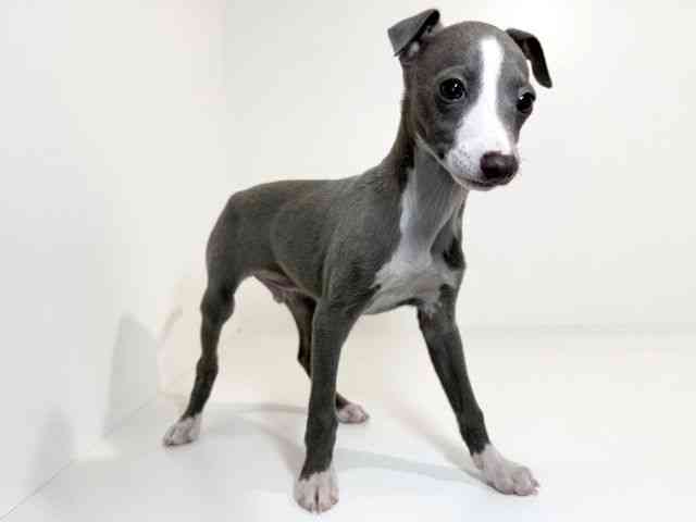 兵庫県のイタリアングレーハウンド (ひごペットフレンドリーイトーヨーカドー明石店/2025年8月30日生まれ/男の子/ブルーホワイト)の子犬の2枚目の画像