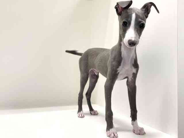 兵庫県のイタリアングレーハウンド (ひごペットフレンドリーイトーヨーカドー明石店/2025年8月30日生まれ/男の子/ブルーホワイト)の子犬の2枚目の画像