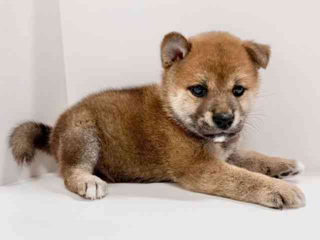 奈良県の柴犬(標準サイズ) (ひごペットフレンドリーイオンモール橿原ウエスト・ビレッジ店/2025年9月1日生まれ/男の子/赤)の子犬の2枚目の画像