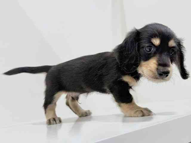 奈良県のミニチュアダックスフンド(ロング) (ひごペットフレンドリーイオンモール橿原ウエスト・ビレッジ店/2025年8月27日生まれ/男の子/ブラックタン)の子犬の2枚目の画像