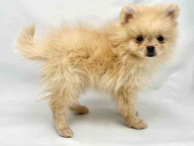 大阪府のポメラニアン (ひごペットフレンドリーイトーヨーカドー津久野店/2025年8月28日生まれ/男の子/クリーム)の子犬の2枚目の画像