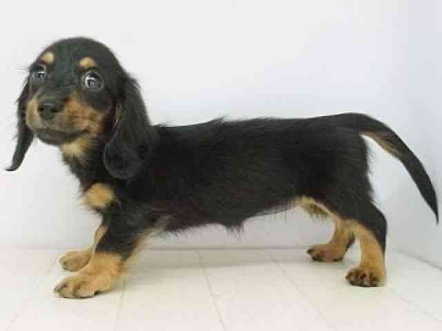 福岡県のカニンヘンダックスフンド(ロング) (ひごペットフレンドリーゆめタウン筑紫野店/2025年8月28日生まれ/女の子/ブラックタン)の子犬の2枚目の画像