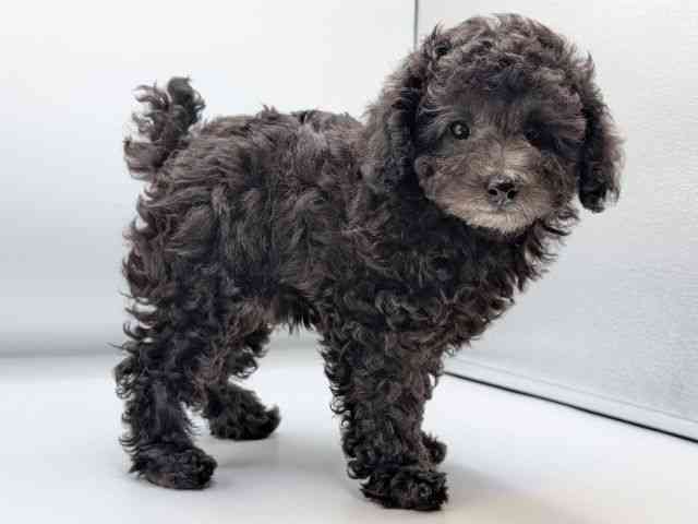 香川県のトイプードル(トイ) (ひごペットフレンドリーゆめタウン高松店/2025年8月28日生まれ/女の子/シルバー)の子犬の2枚目の画像