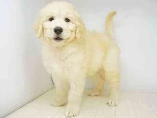 福岡県のゴールデンドゥードゥル(ゴールデン×プードル) (ひごペットフレンドリーゆめタウン筑紫野店/2025年8月31日生まれ/女の子/クリーム)の子犬の2枚目の画像