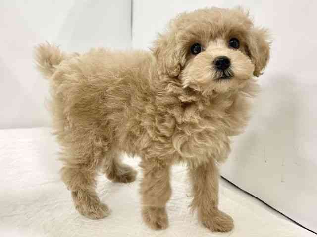高知県のトイプードル(トイ) (ひごペットフレンドリーイオンモール高知店/2025年8月30日生まれ/女の子/アプリコット)の子犬の2枚目の画像