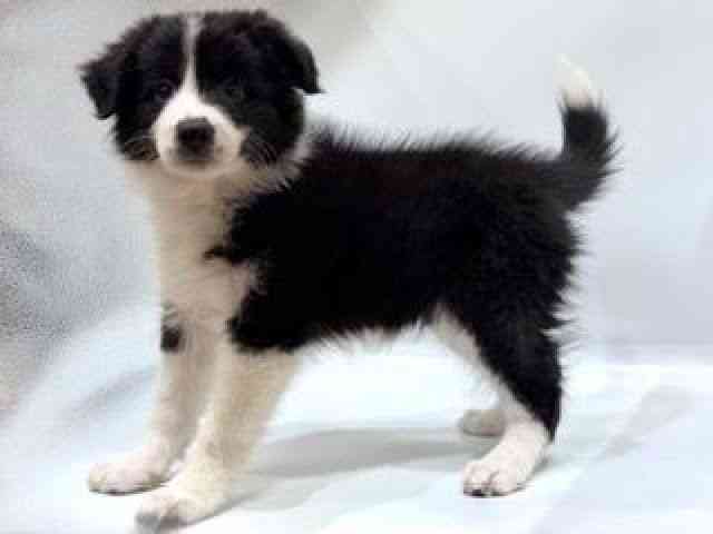 愛知県のボーダーコリー (ひごペットフレンドリーヴィアモール アピタ江南西店/2025年8月24日生まれ/女の子/ブラックホワイト)の子犬の2枚目の画像