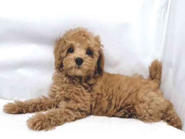 大阪府のトイプードル(トイ) (ひごペットフレンドリー堺プラットプラット店/2025年9月2日生まれ/女の子/レッド)の子犬の2枚目の画像