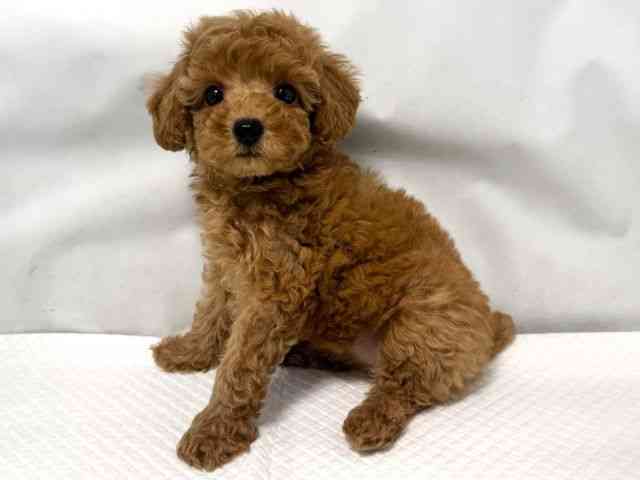 大阪府のトイプードル(トイ) (ひごペットフレンドリー堺プラットプラット店/2025年9月2日生まれ/女の子/レッド)の子犬の2枚目の画像