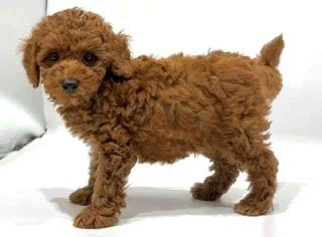 愛知県のトイプードル(トイ) (ひごペットフレンドリーヴィアモール アピタ江南西店/2025年9月1日生まれ/男の子/レッド)の子犬の2枚目の画像