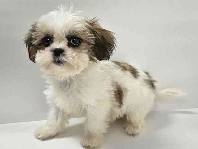 愛知県のシーズー (ひごペットフレンドリーイトーヨーカドー知多店/2025年8月27日生まれ/女の子/ホワイトゴールド)の子犬の2枚目の画像