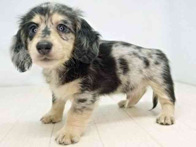 福岡県のミニチュアダックスフンド(ロング) (ひごペットフレンドリーゆめタウン筑紫野店/2025年8月31日生まれ/男の子/シルバーダップル)の子犬の2枚目の画像