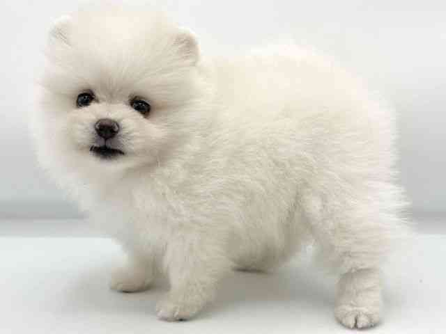 大阪府のポメラニアン (ひごペットフレンドリーららぽーとEXPOCITY店/2025年8月30日生まれ/女の子/ホワイト)の子犬の2枚目の画像