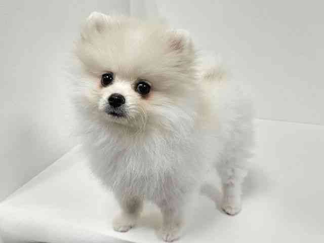 愛知県のポメラニアン (ひごペットフレンドリーイトーヨーカドー知多店/2025年8月30日生まれ/女の子/ホワイト)の子犬の2枚目の画像