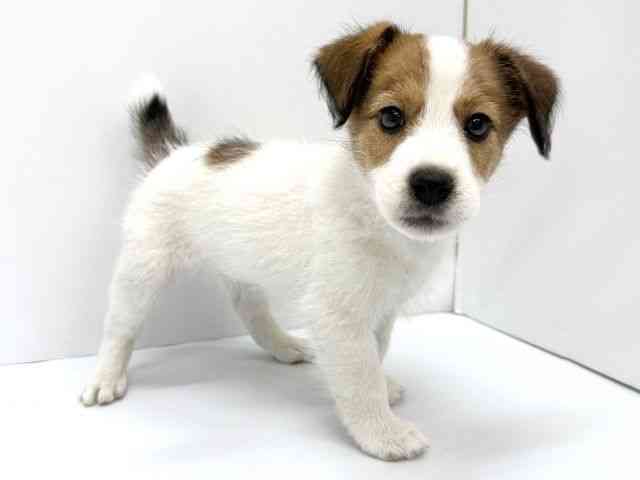 大阪府のジャックラッセルテリア (ひごペットフレンドリーイオンタウン茨木太田店/2025年9月1日生まれ/男の子/ホワイトタン)の子犬の2枚目の画像