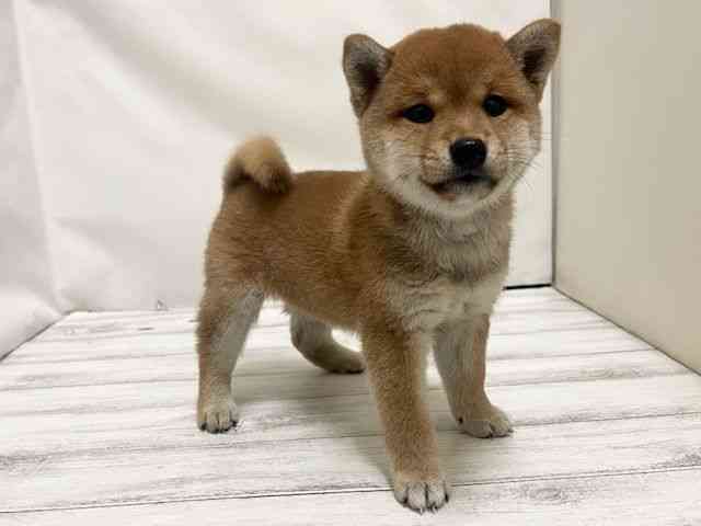 和歌山県の柴犬(標準サイズ) (ひごペットフレンドリーパームシティ和歌山店/2025年9月1日生まれ/男の子/赤)の子犬の2枚目の画像