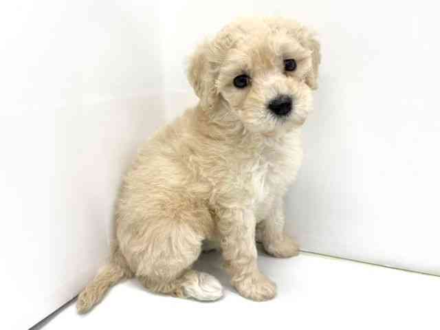 大阪府のマルプー(マルチーズ×プードル) (ひごペットフレンドリーイオンタウン茨木太田店/2025年8月30日生まれ/女の子/アプリコット)の子犬の2枚目の画像