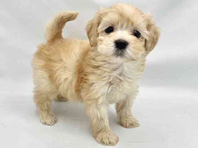 大阪府のハーフ犬・ミックス犬 (ひごペットフレンドリーイトーヨーカドー津久野店/2025年8月30日生まれ/男の子/アプリコット)の子犬の2枚目の画像