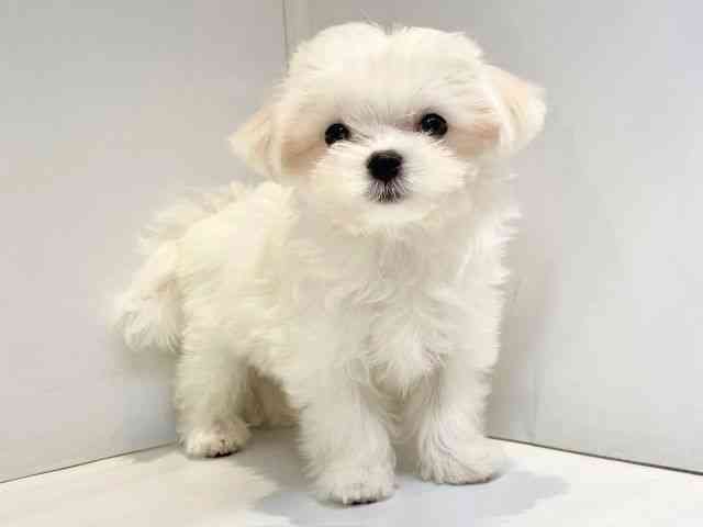 大阪府のマルチーズ (ひごペットフレンドリーセブンパーク天美店/2025年8月31日生まれ/女の子/ホワイト)の子犬の2枚目の画像