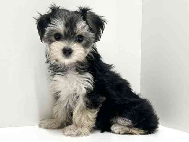 愛知県のマルキー/マルヨーキー(マルチーズ×ヨークシャーテリア) (ひごペットフレンドリーららぽーと名古屋みなとアクルス店/2025年8月31日生まれ/女の子/ブラックタンホワイト)の子犬の2枚目の画像