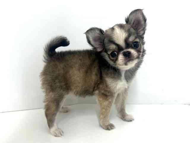 大阪府のチワワ(ロング) (ひごペットフレンドリーベルファⅡ都島店/2025年8月31日生まれ/女の子/レッドホワイト)の子犬の2枚目の画像