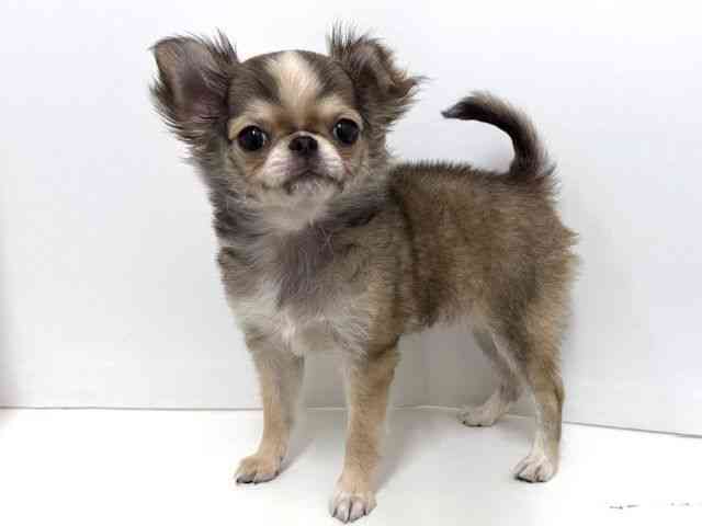 大阪府のチワワ(ロング) (ひごペットフレンドリーベルファⅡ都島店/2025年8月31日生まれ/女の子/レッドホワイト)の子犬の2枚目の画像