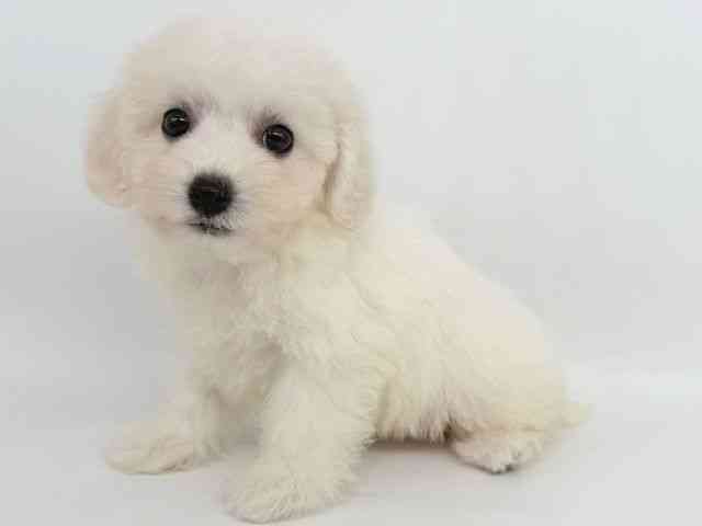 大阪府のビションフリーゼ (ひごペットフレンドリー瓜破店/2025年9月1日生まれ/女の子/ホワイト)の子犬の2枚目の画像