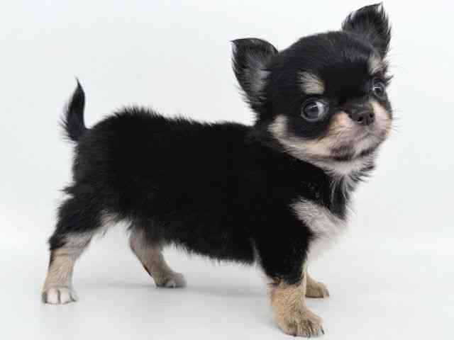 大阪府のチワワ(ロング) (ひごペットフレンドリー瓜破店/2025年9月2日生まれ/女の子/ブラックタンホワイト)の子犬の2枚目の画像