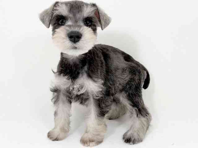 京都府のミニチュアシュナウザー (ひごペットフレンドリーイズミヤショッピングセンター八幡店/2025年9月1日生まれ/女の子/ソルトペッパー)の子犬の2枚目の画像