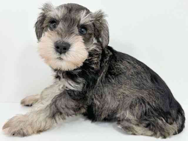 京都府のミニチュアシュナウザー (ひごペットフレンドリーイズミヤショッピングセンター八幡店/2025年9月1日生まれ/女の子/ソルトペッパー)の子犬の2枚目の画像