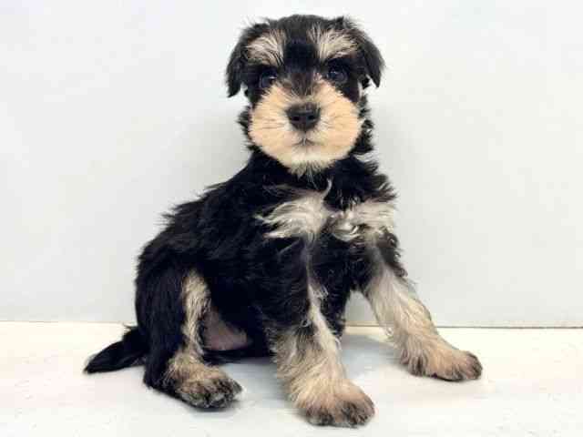 大阪府のミニチュアシュナウザー (ひごペットフレンドリーセブンパーク天美店/2025年9月1日生まれ/女の子/ブラックシルバー)の子犬の2枚目の画像