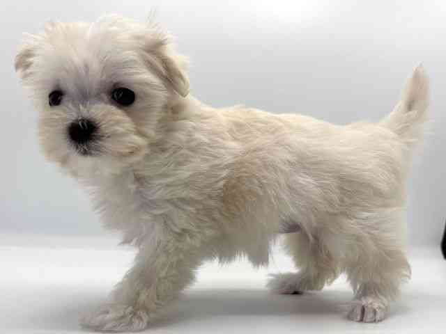 愛知県のマルチーズ (ひごペットフレンドリープライムツリー赤池店/2025年9月1日生まれ/女の子/ホワイト)の子犬の2枚目の画像