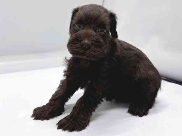 京都府のミニチュアシュナウザー (ひごペットフレンドリー京都店/2025年9月2日生まれ/女の子/レバーペッパー)の子犬の2枚目の画像